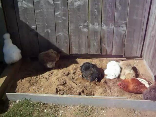 Daily Motion nid de poule voiture Poules et bain de