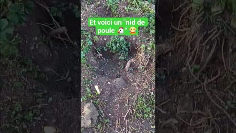nid de poule nid de poule youtubeshorts viralshorts pourtoi animaux 1024x576 1